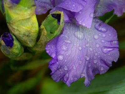 Raindrops on Iris