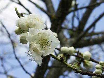 Return of Spring