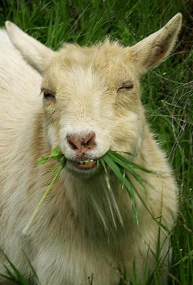 A Mouthful