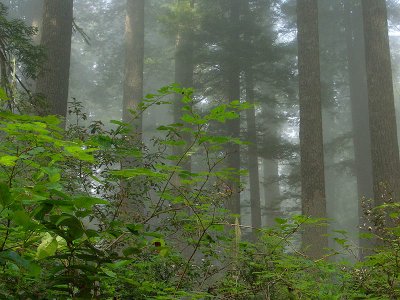 Forest Green