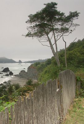 Sea Tree