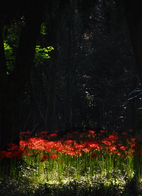 Light in the Forest