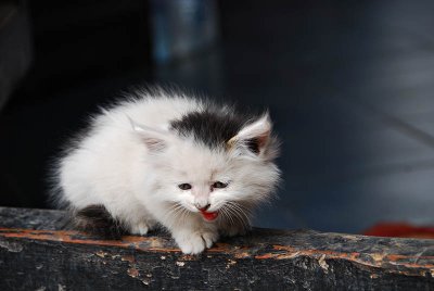   Ping Yao Kitten