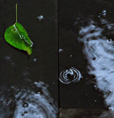 Raindrops and Leaf