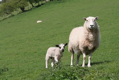 Image137.JPG