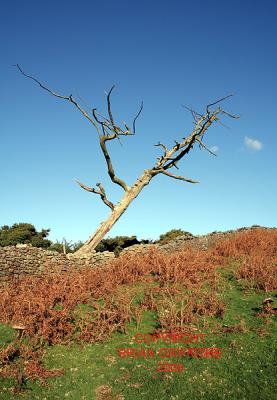 g3/82/646082/3/58884817.IMG_1942SUGARLOAF.jpg