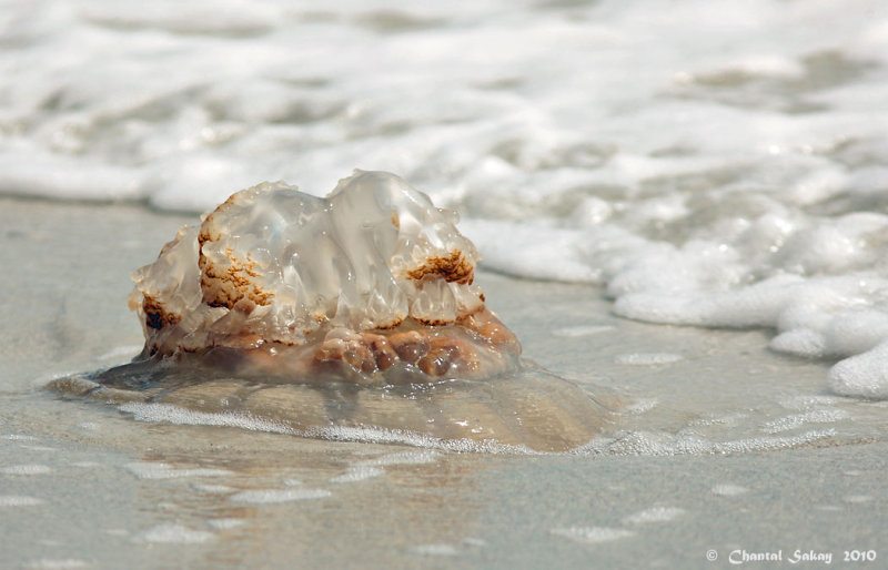 Mushroom Cap Jellyfish Photo Chantal Photos At Pbase Com