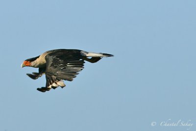 Crested Carcara in Flight