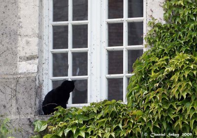 Cat-in-Window-8525.jpg
