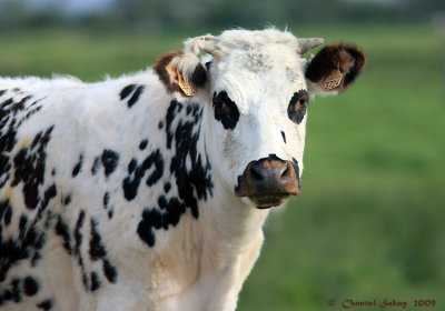 Normandaise-Cow-9032.jpg