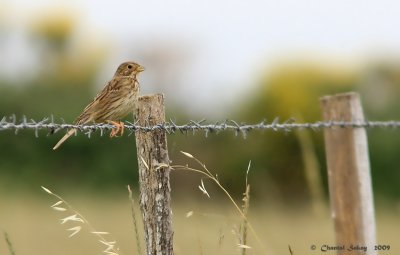 Sparrow-9692.jpg