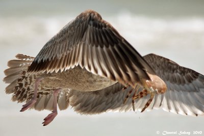 Gull With Crab