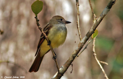 Great-crested Flycatcher