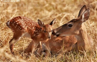 White-tailed Doe with Fawn