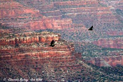 Grand Canyon Condors