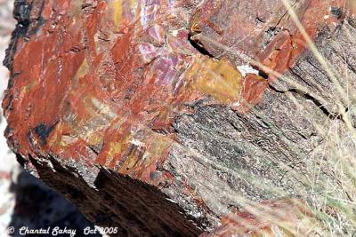 g3/82/65282/3/52744266.PetrifiedWood14copy.jpg