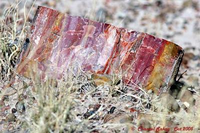 g3/82/65282/3/52744269.PetrifiedWood15copy.jpg