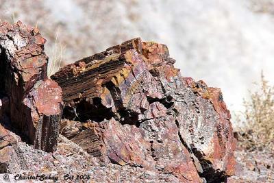 g3/82/65282/3/52744271.PetrifiedWood16copy.jpg