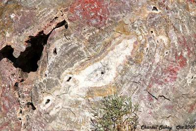 g3/82/65282/3/52744273.PetrifiedWood17copy.jpg