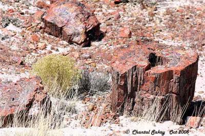 g3/82/65282/3/52744275.PetrifiedWood18copy.jpg