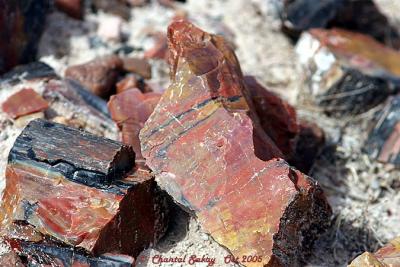 g3/82/65282/3/52744277.PetrifiedWood20copy.jpg