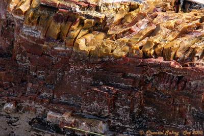 g3/82/65282/3/52744279.PetrifiedWood21copy.jpg