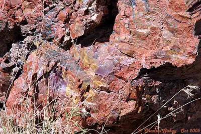 g3/82/65282/3/52744281.PetrifiedWood22copy.jpg