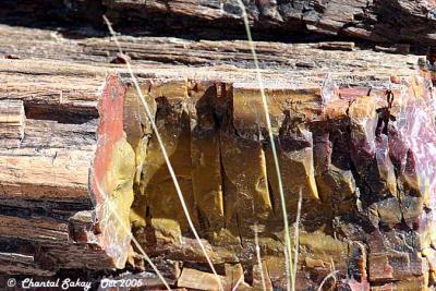 g3/82/65282/3/52744282.PetrifiedWood23copy.jpg