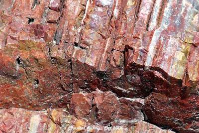g3/82/65282/3/52744283.PetrifiedWood24copy.jpg