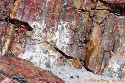 g3/82/65282/3/52744284.PetrifiedWood25copy.jpg