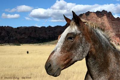 Kolob Canyons - Horses