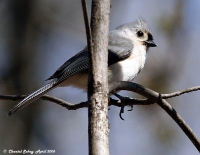 Tufted Titmouse