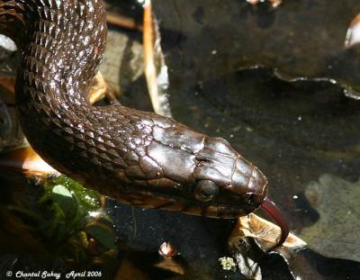 Northern Water Snake