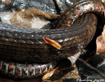 Northern Water Snakes