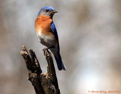 Eastern Bluebird