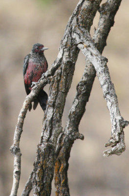 Lewis's Woodpecker (Melanerpes lewis)