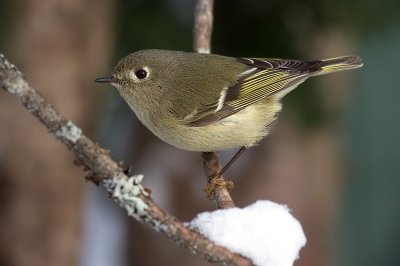 rubycrownedkinglet2.jpg