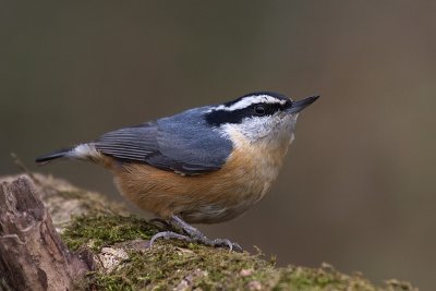 redbreastednuthatch2.jpg