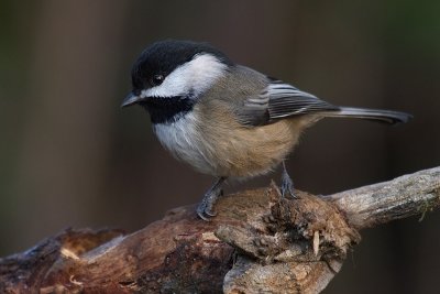 blackcappedchickadee1.jpg