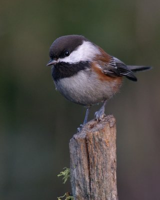 Chestnut Backed Chickadee(Poecile rufescens)