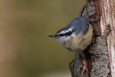 femaleredbreastednuthatch4.jpg