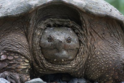 giantturtle3.jpg