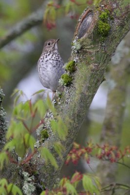 Hermit Thrush(Catharus guttatus)