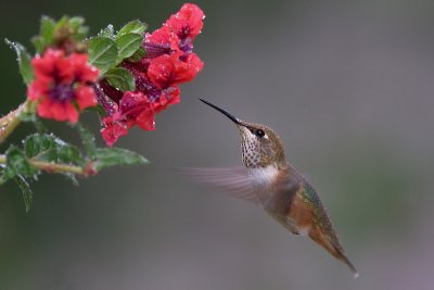 femalerufoushummingbird1.jpg