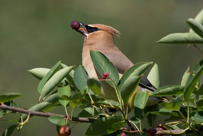 cedarwaxwinginserviceberries2.jpg