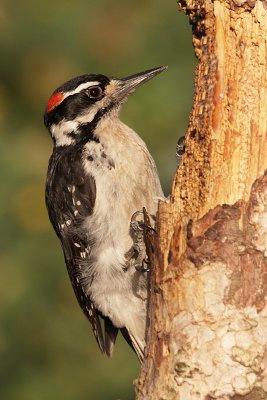Hairy Woodpecker (Picoides villosus)adult male