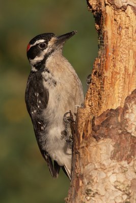 Hairy Woodpecker (Picoides villosus)adult male