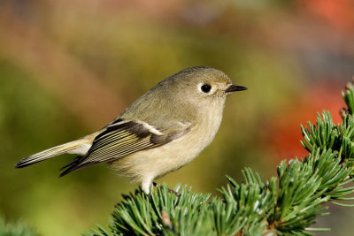 rubycrownedkinglet2.jpg