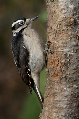 femalehairywoodepecker2.jpg