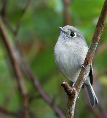 huttons_vireo